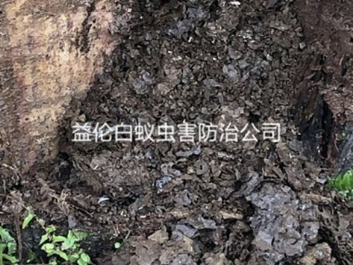 花都工厂库房防治白蚁巢