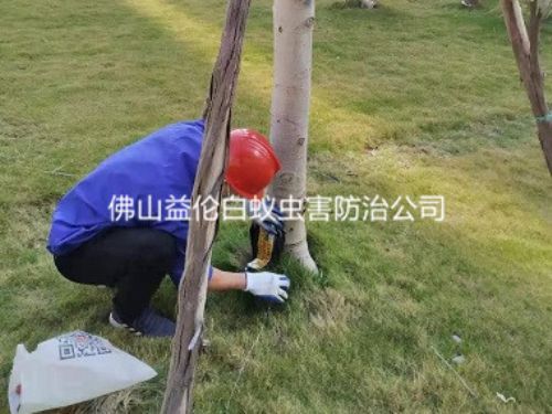 禅城中山公园灭白蚁案例