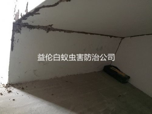 白云区房屋白蚁防治