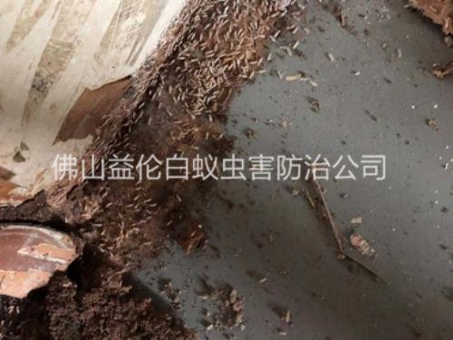 佛山市仓库白蚁灭治