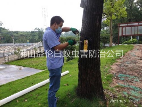 禅城园林绿化灭治白蚁