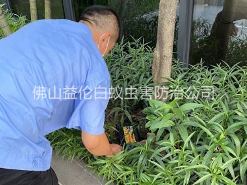 佛山园林灭治白蚁工程